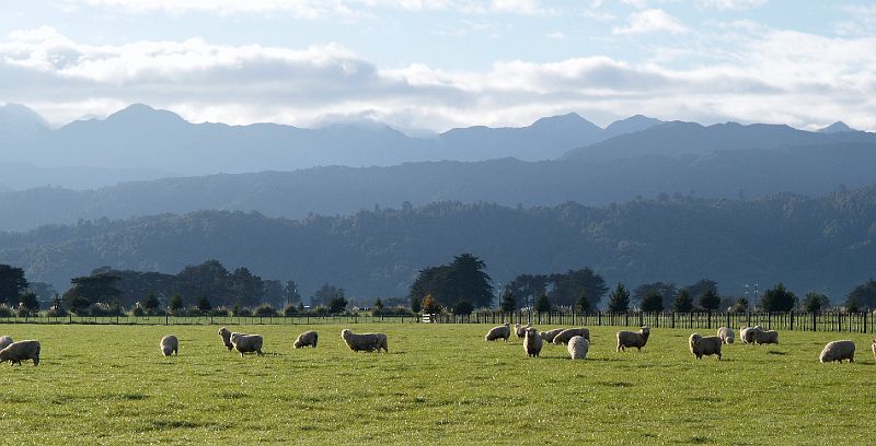 Sheep_Shannon03cr.jpg - OLYMPUS DIGITAL CAMERA