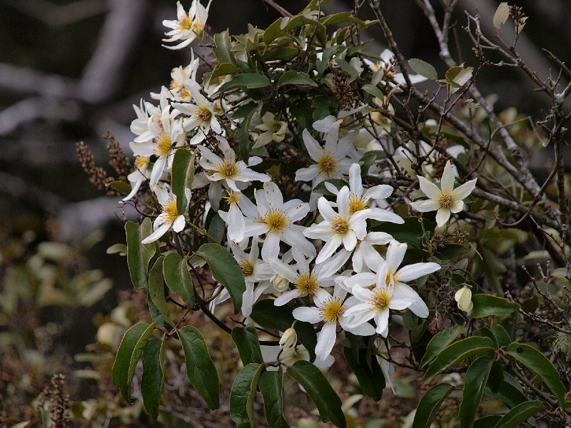 Clematis_121109_05.jpg - Native Clematis, Tongariro National Park