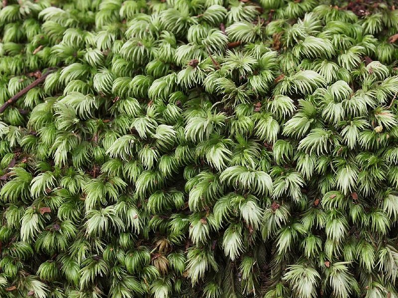 Fern_carpet_070114_3sm.jpg
