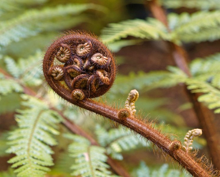 Koru2_02med.jpg - Koru