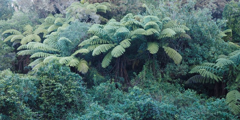 Pukawa_bush_160415_31.jpg