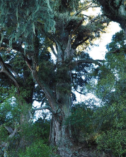 Totara_tree_150415_3.jpg - Giant Totara - Pukawa