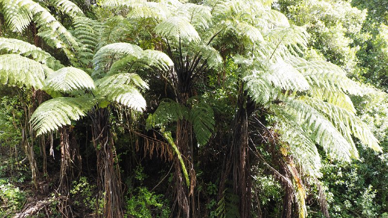 Turitea_bush_010515_03.jpg - Tree Ferns