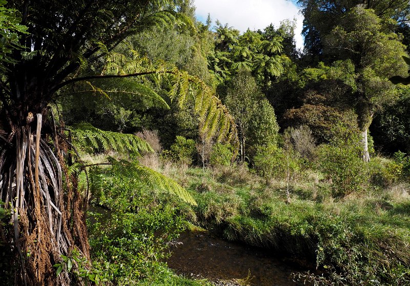 Turitea_bush_010515_14crm.jpg