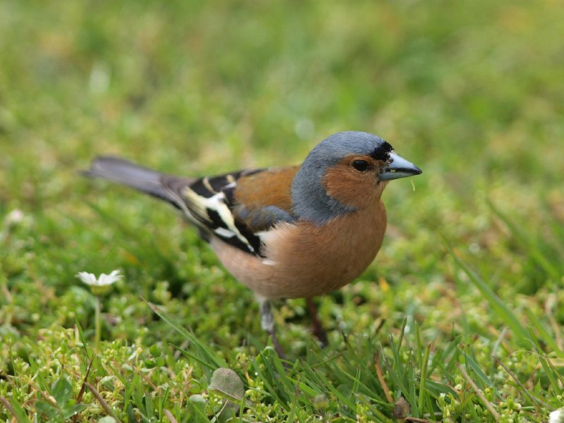 Chaffinch_151010_23.jpg - Chaffinch (male)      