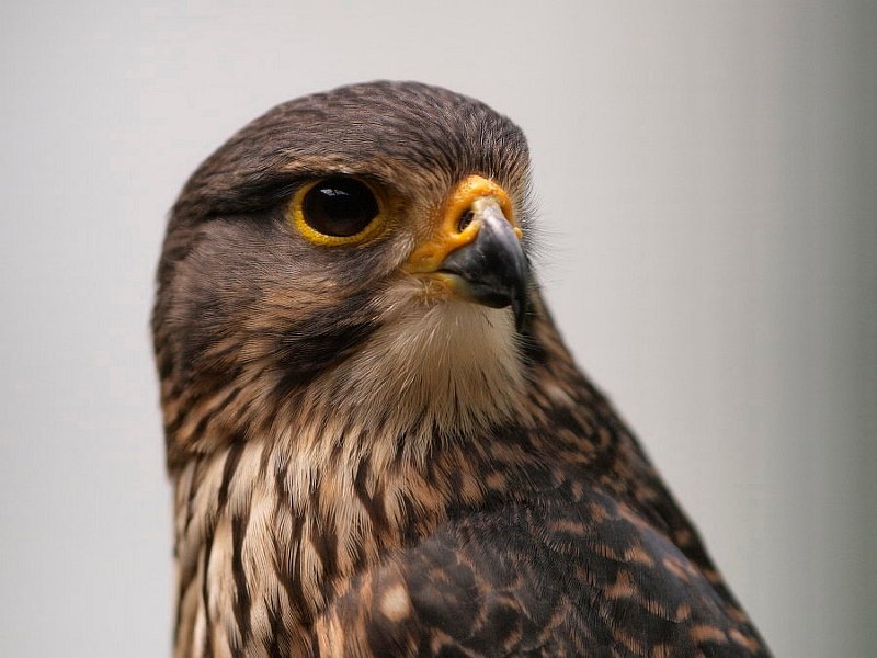 Falcon_101109_04.jpg - Karearea (New Zealand Falcon)  