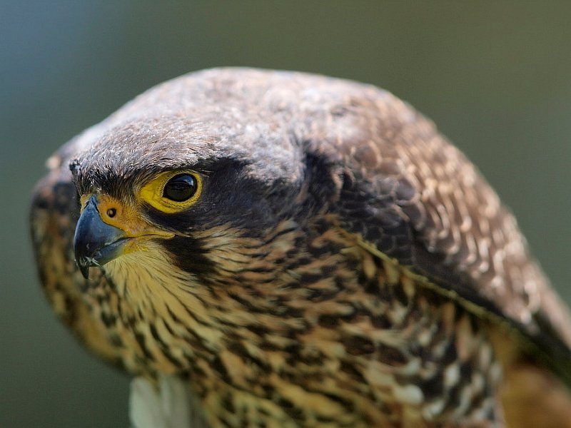 Falcon_101109_06.jpg - Karearea (New Zealand Falcon)