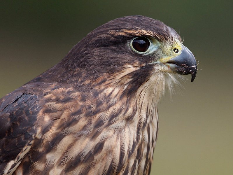 Falcon_210113_57.jpg - Karearea (New Zealand Falcon)  