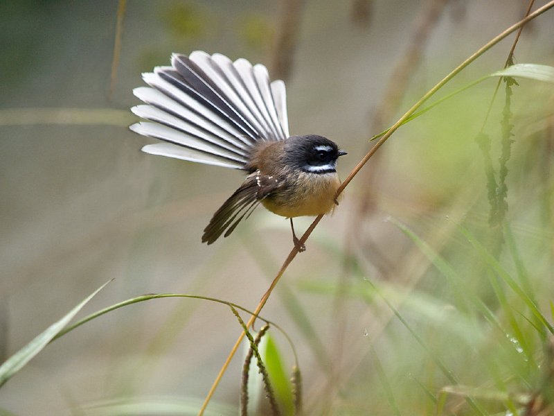 Fantail_Taum_03e2.jpg - Fantail (taken at Taumarunui)