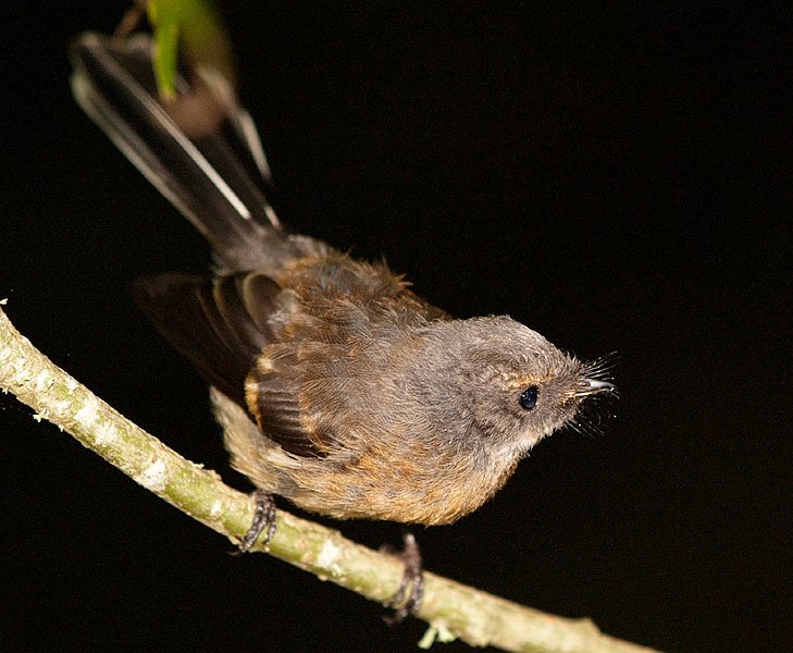 Fantail_Turitea18sm.jpg - Fantail (note whiskers for catching insects)   