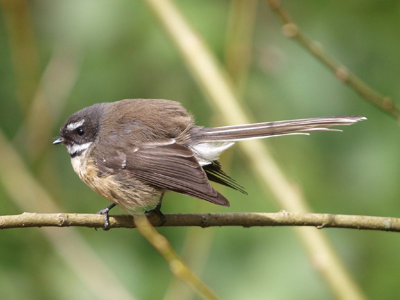 Fantail_Turitea_210911_08.jpg - Fantail