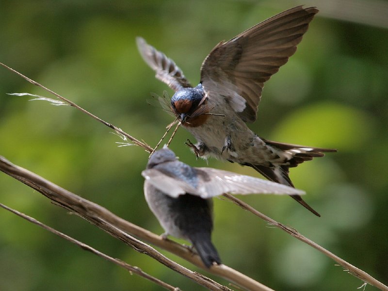 Feeding_3_DamselFlies-09.jpg - Swallow feeding fledgling
