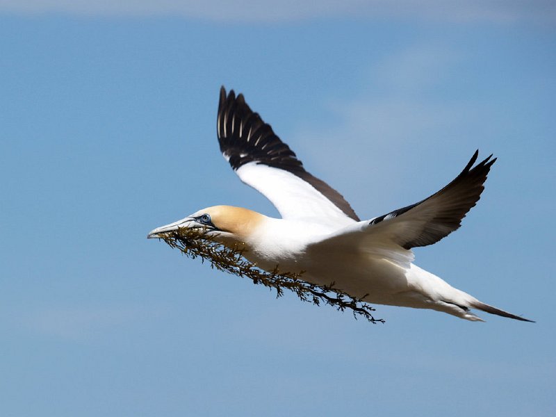 Gannets_CapeKid140.jpg - Gannet with nesting material