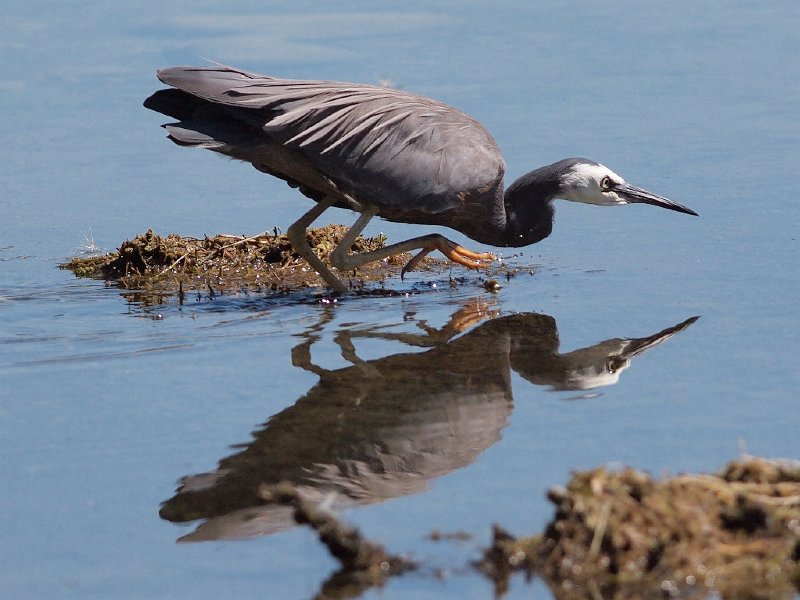 Heron_100213_06.jpg - White-faced Heron fishing 