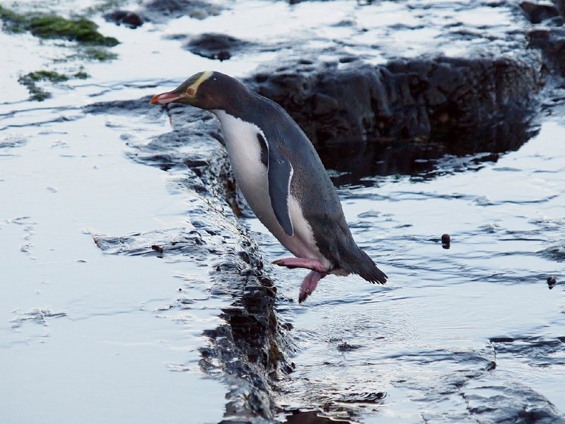 Hioho_CurioBay_280412_123.jpg - Yellow-eyed penguin coming ashore at Curio Bay, Southland