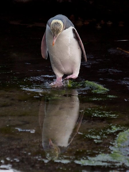 Hioho_CurioBay_280412_132.jpg - Hoiho (Yellow-eyed Penguin)
