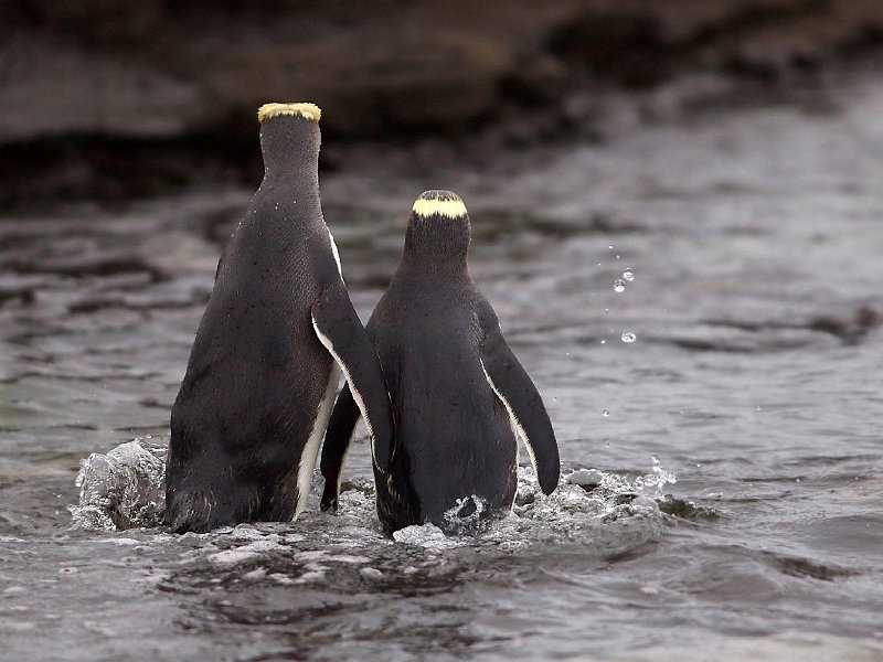 HoihoPair_CurioBay_270412m.jpg - Pair of yellow-eyed penguins meet on shore at the end of a day in the Southern Ocean