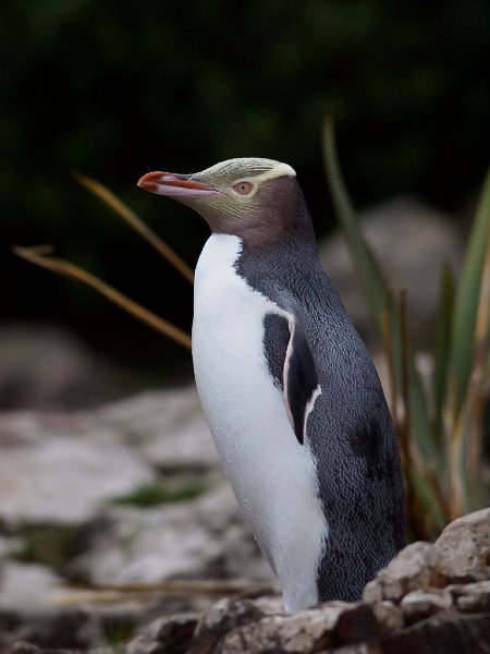 Hoiho_CurioBay_270412_112.jpg - Yellow-eyed Penguin       