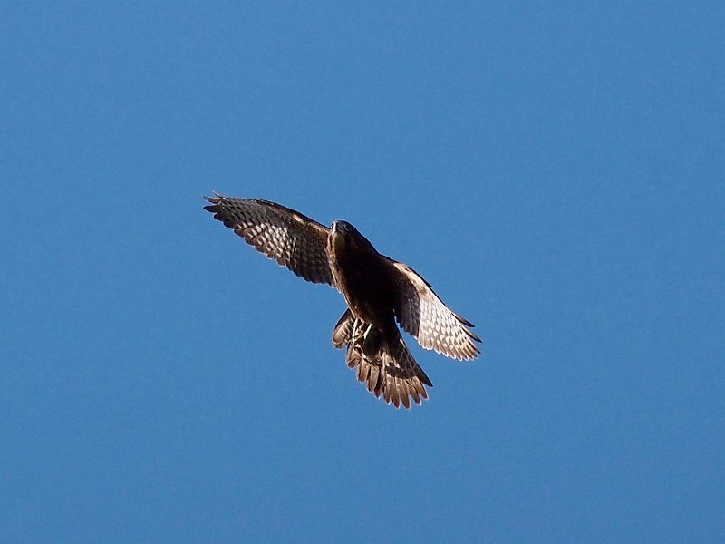 Karearea_140412_04.jpg - New Zealand Falcon with prey