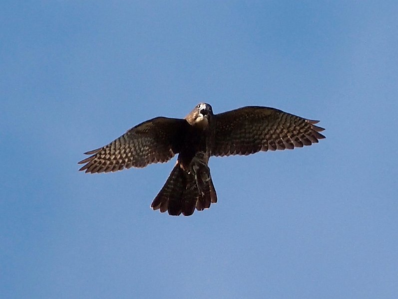 Karearea_140412_09cr.jpg - New Zealand Falcon with Prey