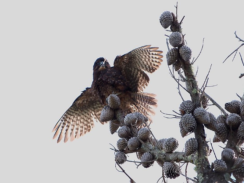 Karearea_140412_47.jpg - New Zealand Falcon (Falco novaeseelandiae)    
