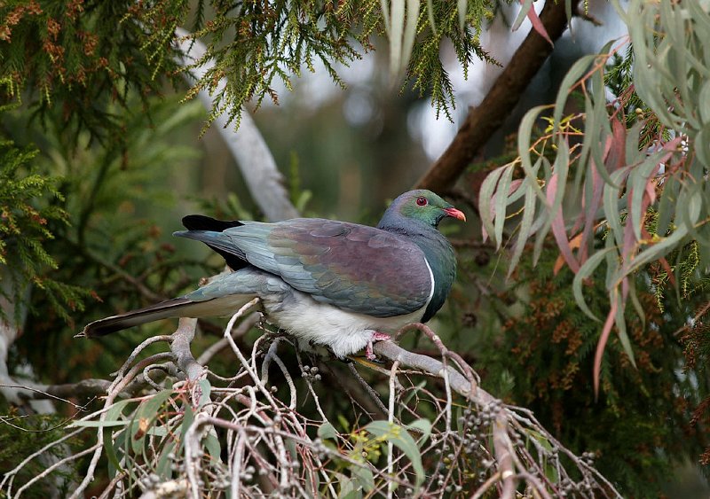Kereru06cr.jpg - New Zealand Wood Pigeon (Hemiphaga novaeseelandiae novaeseelandiae)