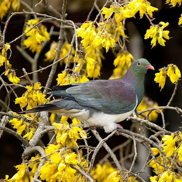 Kereru_Kowhai_170907_07cresq.jpg - Kereru on Kowhai