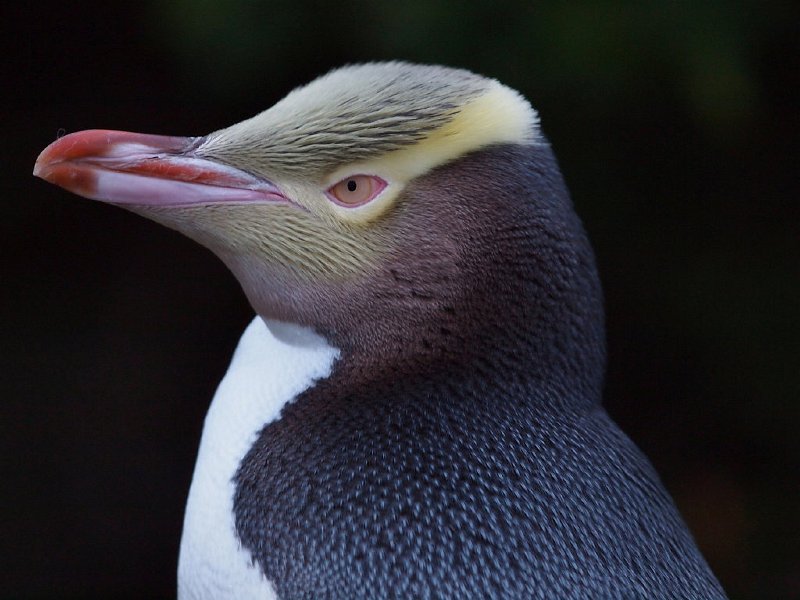 Megadyptes_antipodes-09.jpg - Yellow-eyed penguin (Hoiho), photographed at Curio Bay, Catlins