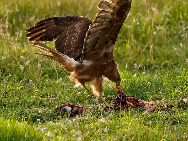 NZNH-Australasian-harrier-feeding-on-hare.jpg - Australasian Harrier Hawk on Hare