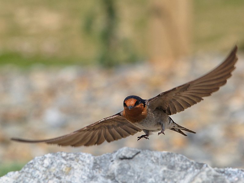 NZNH-Welcome-swallow-landing.jpg - Welcome Swallow landing