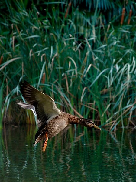 Pond1e2m.jpg - Mallard Duck Landing  