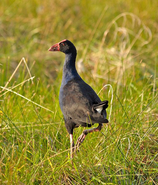 Pukeko_Pauatahanui13cre.jpg - Pukeko