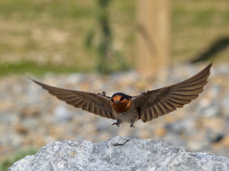 RSanson.WelcomeSwallowLanding.jpg - Welcome Swallow Landing