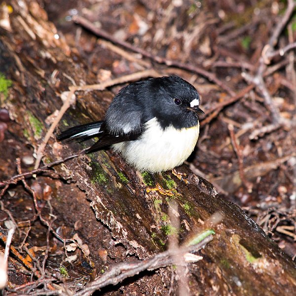 SITomtit3sq.jpg - South Island Tomtit, photographed at Arthur's Pass