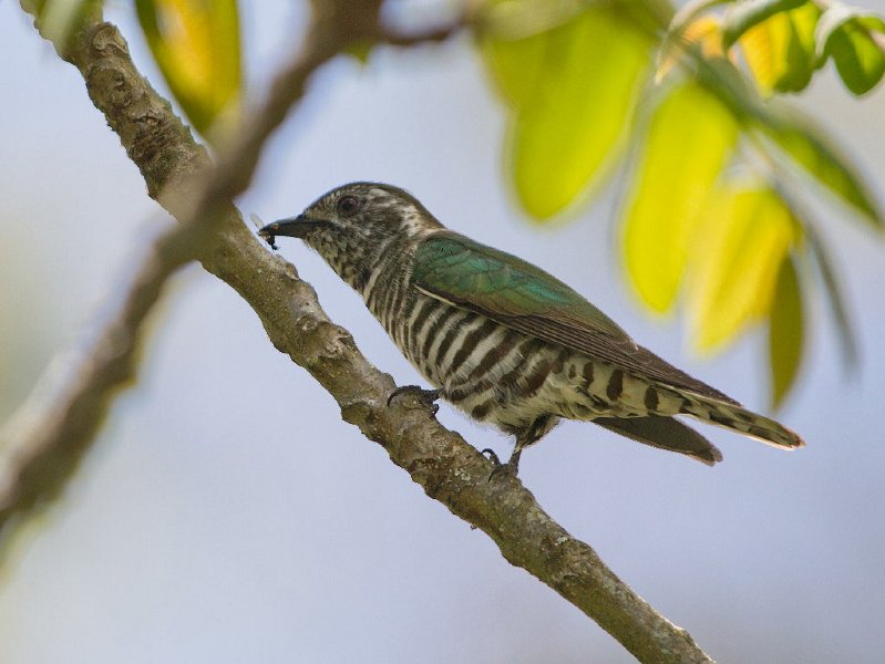 ShiningCuckoo_Turitea_281010_2.jpg - Shining Cuckoo
