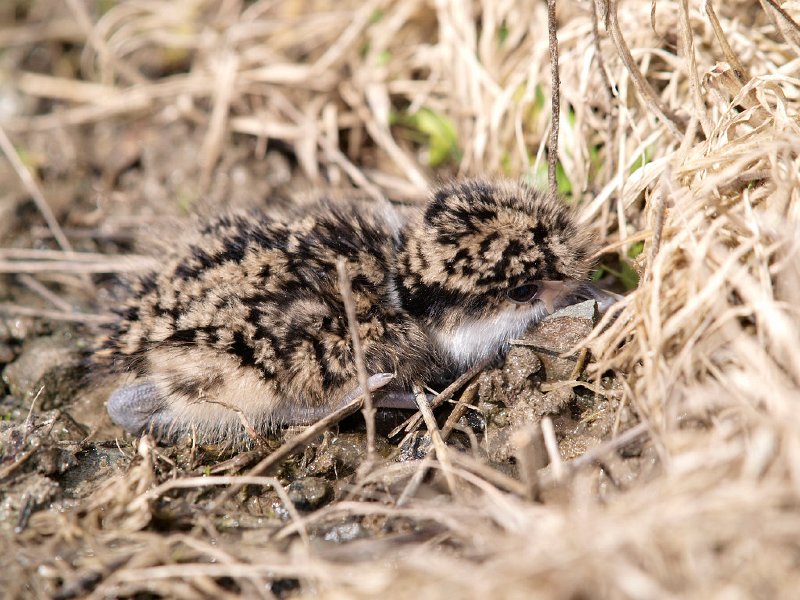 SpurWingedPlover_chick_280810_21.jpg - Baby Spur-winged Plover 