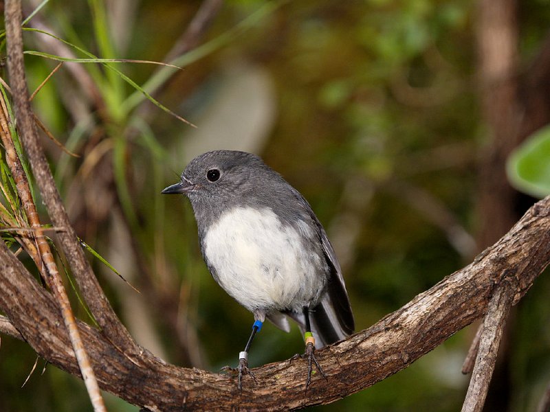 StewartIsRobin10.jpg - Stewart Island Robin photographed on Ulver Island
