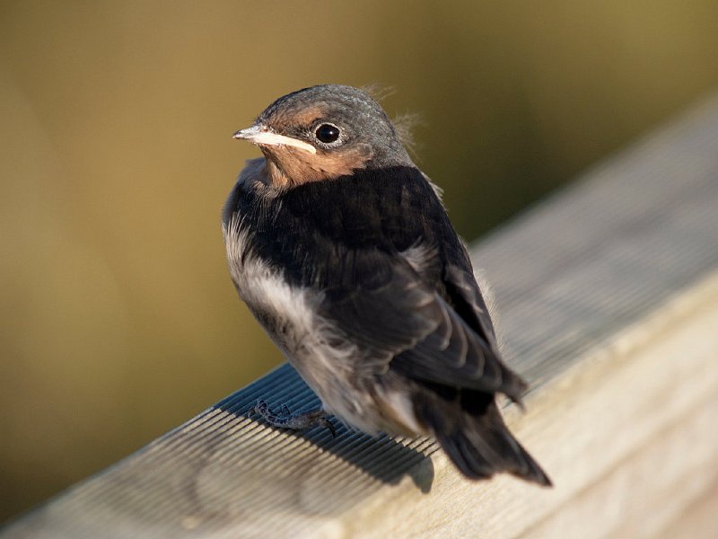 Swallow_fledging11.jpg - Fledgling Swallow