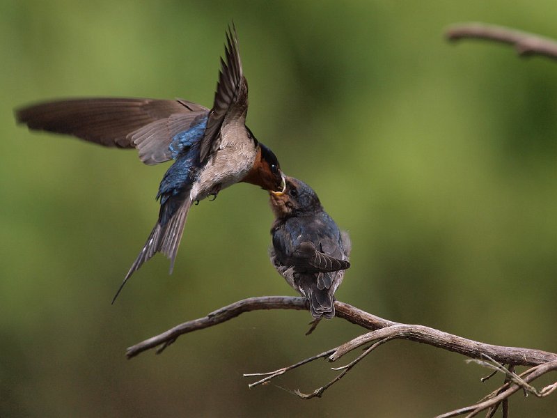 Swallows_fed_211009_58b.jpg - Swallows Feeding (this photo won a silver award at NATEX 2010)