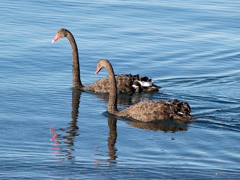 Swans_on_Taupo03.jpg - Black Swans on Lake Taupo