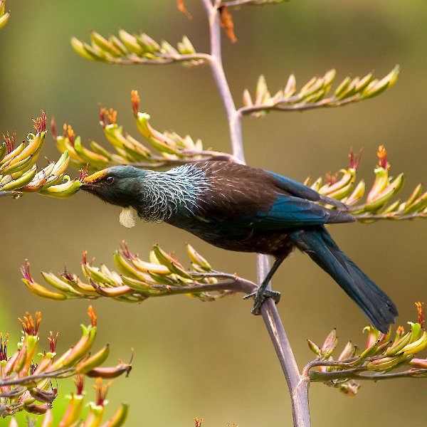 Tui_Karori_08sq.jpg - Tui on Flax photographed at Zeelandia