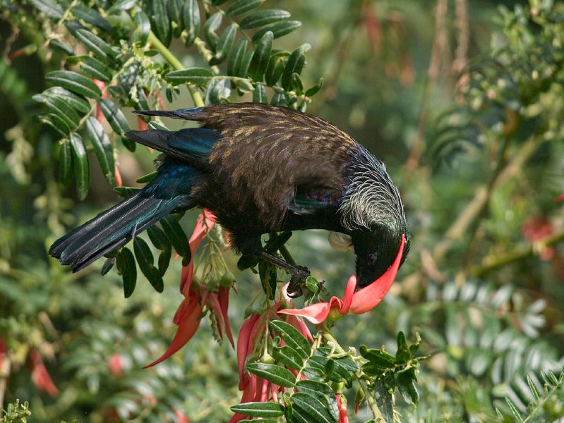 Tui_on_KakaBeak_120809_14e3.jpg - Tui on Kakabeak