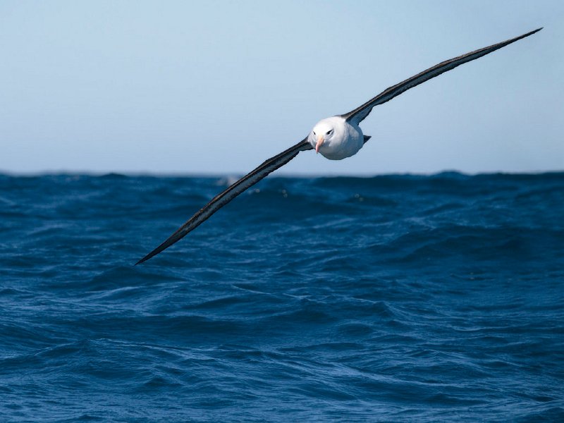 WanderingAlbatross.jpg - Wandering Albatross