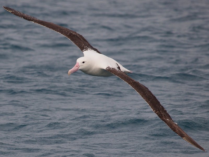 Wandering_Albatross_080613_36.jpg - Albatrosses of the Tasman Sea