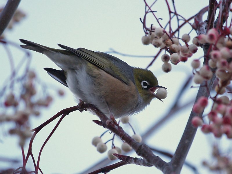 Waxeye_berries_54e43.jpg - Silvereye (Zosterops lateralis lateralis)