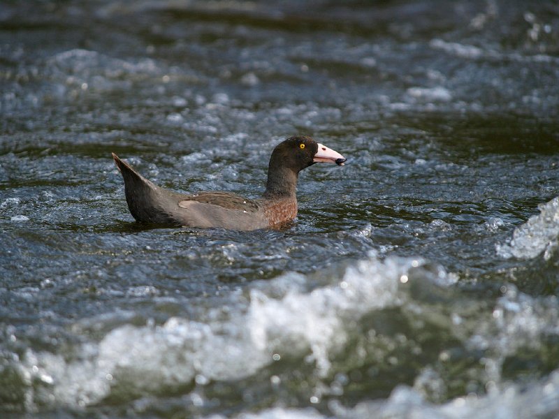 Whio_150210_27.jpg - Whio (Blue duck) on Manganui-a-teao