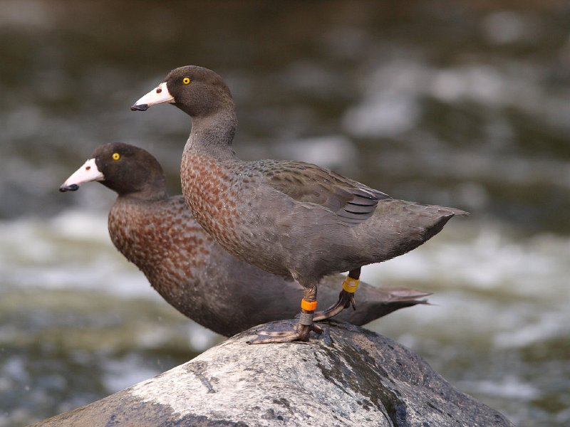 Whio_150210_48.jpg - Pair of Blue duck on Manganui-a-teao