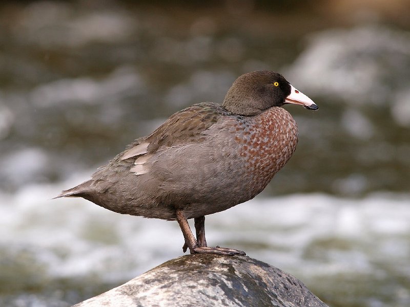Whio_150210_64.jpg - Whio (Blue duck) on Manganui-a-teao