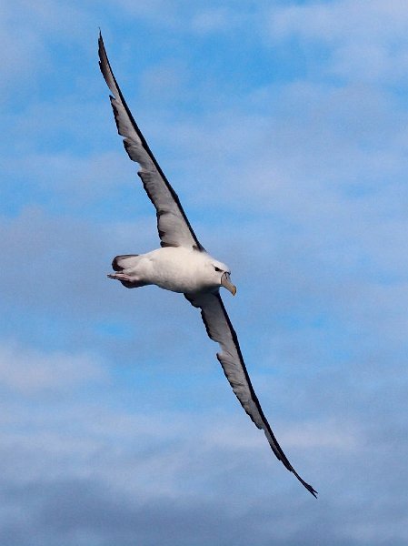 WhiteCappd_Mollymawk_080613_043.jpg - Albatrosses of the Tasman Sea