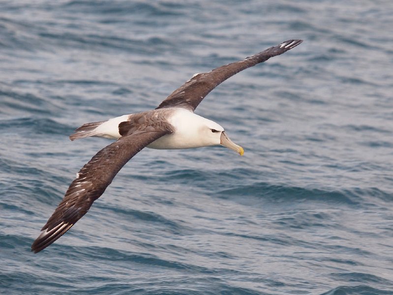 WhiteCappd_Mollymawk_080613_051.jpg - Albatrosses of the Tasman Sea